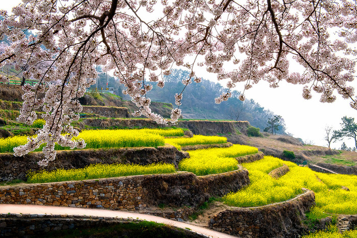 Midlife / 봄꽃 여행 남해로 떠나보자