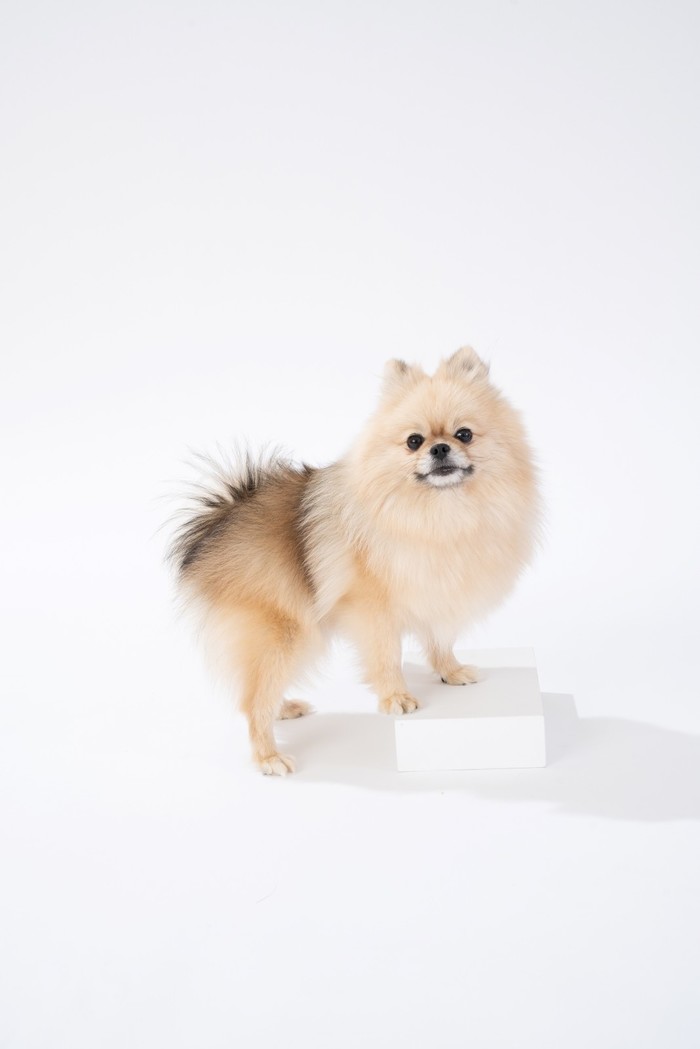 “구조견 입양 홍보하고 보호소 지원도...